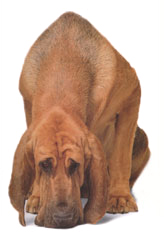 http://www.einval.com/images/img_dog-bloodhound.jpg